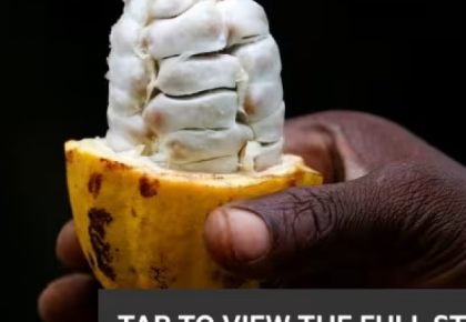 The Financial Times: Giá Cacao tăng vọt và thách thức đối với người yêu Sô-cô-la