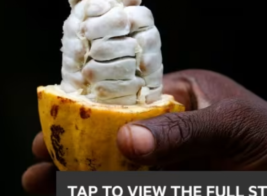 The Financial Times: Giá Cacao tăng vọt và thách thức đối với người yêu Sô-cô-la